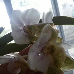 Meet your Posher, Paige